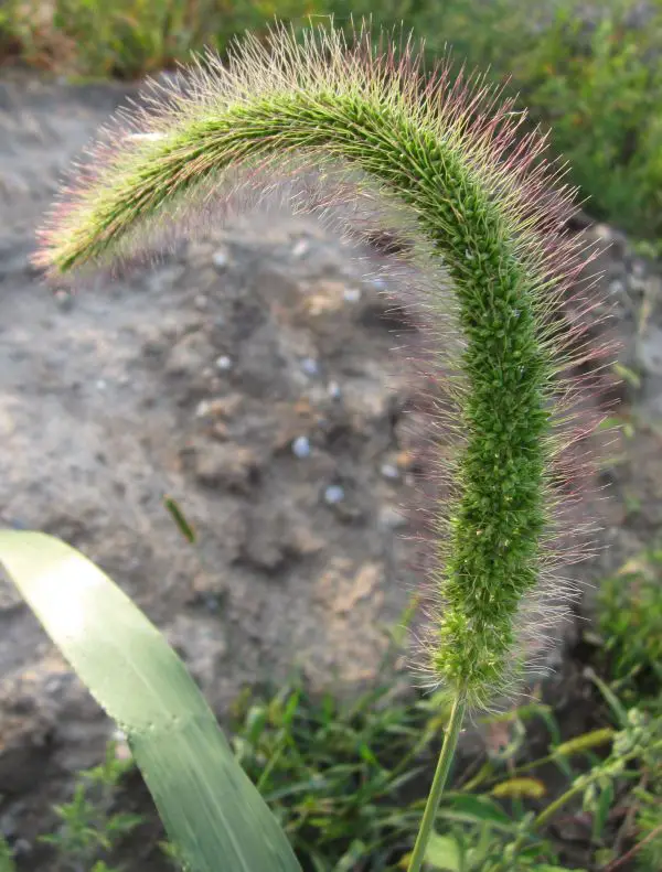 bristly giant foxtai seed head and leaf.jpg
